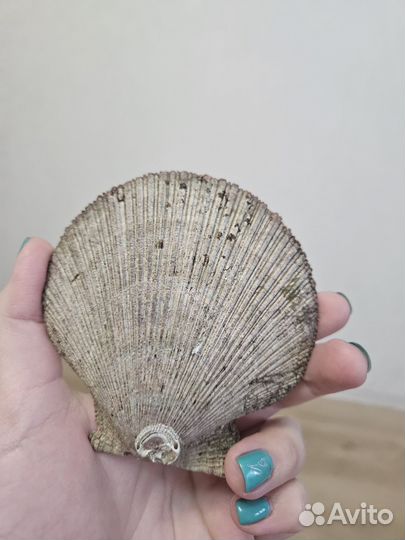 Ракушка морского гребешка