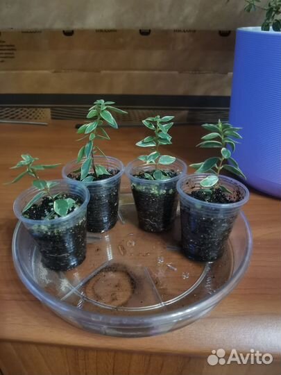 Мирт Ирен вариегатный мелколистный