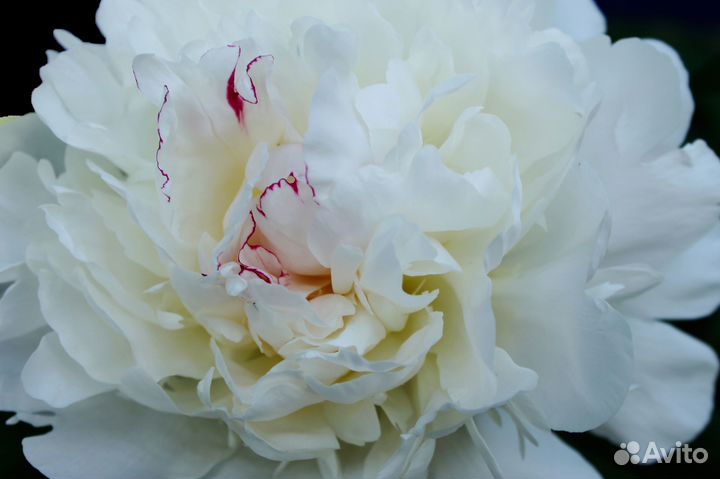 Цветы белые пионы