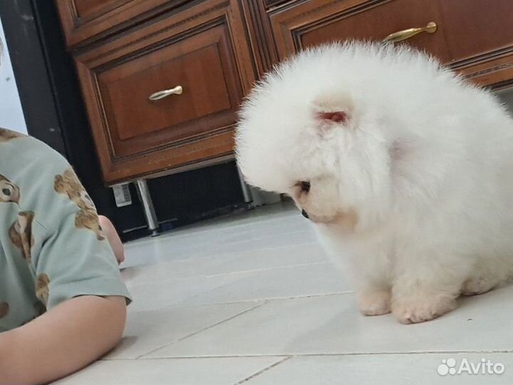 Мини девочка померанского шпица