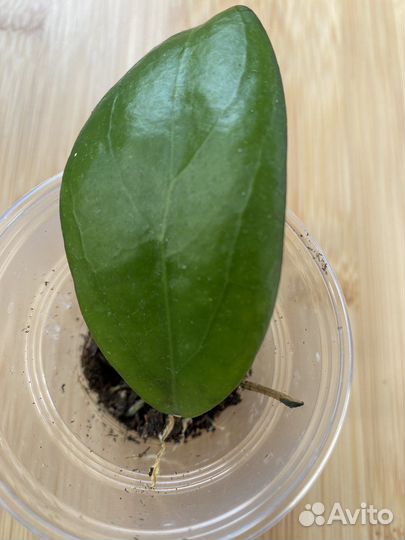 Хойя MB-1594A Scarlett