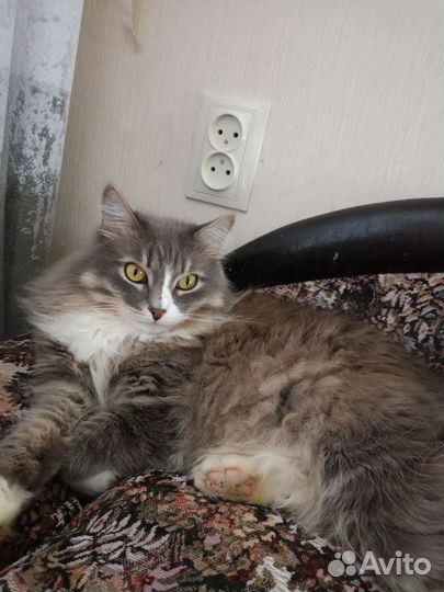 Кошачьи усы