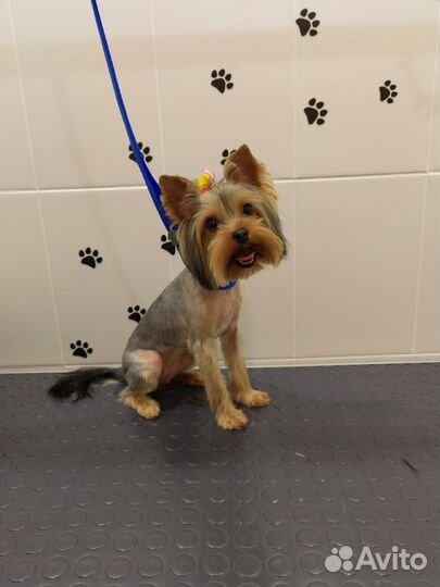 Стрижка кошек и собак