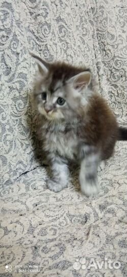 Котёнок девочка мей-кун