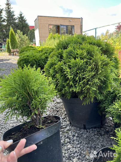 Туя Даника из питомника