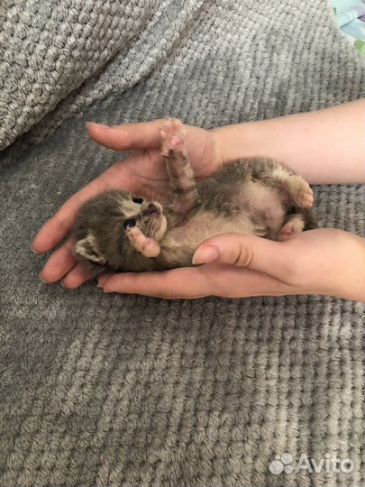 Киски в добрые ручки