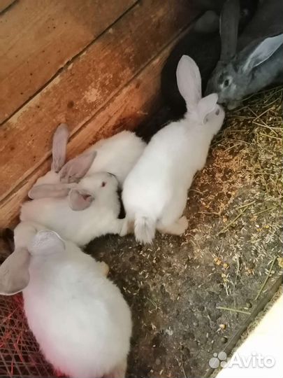 Кролики мясных пород