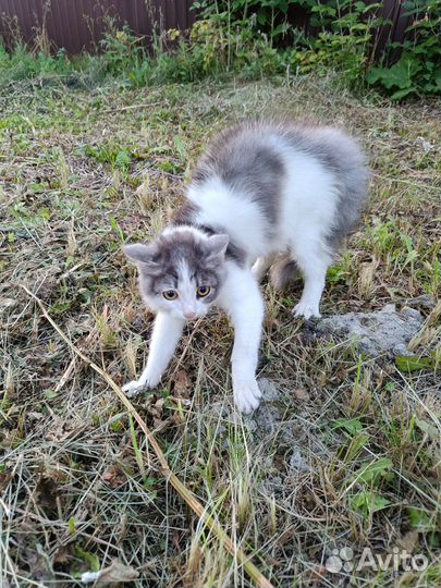 Котенок в добрые руки