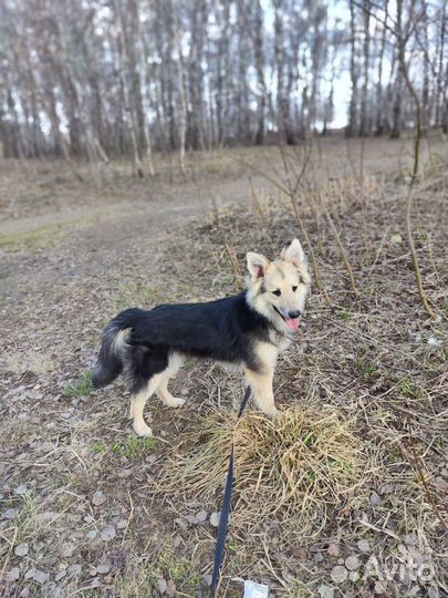 Спасите из приюта