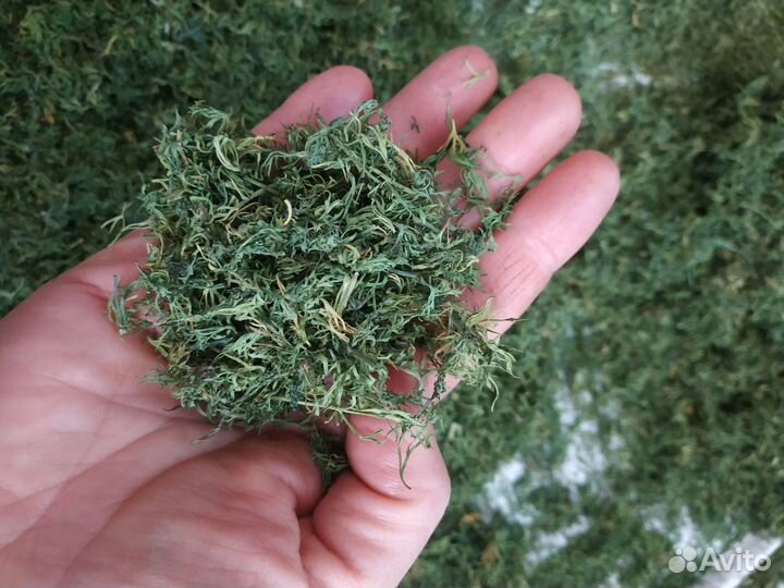 Укроп сушёный, лук