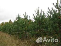 Сосна 1,3 метра. Саженцы