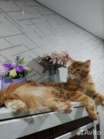 Мейн-кун вязка