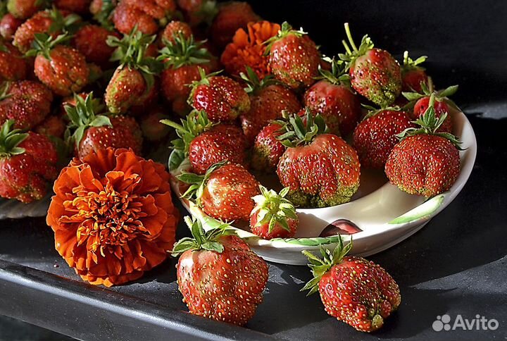 Земклуника 