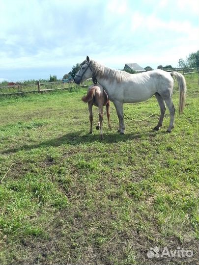 Кобыла 7 лет с жеребенком 5-ый месяц