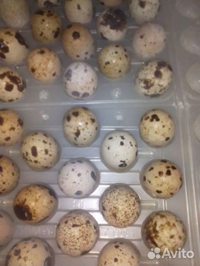 Яйца перепелиные домашние