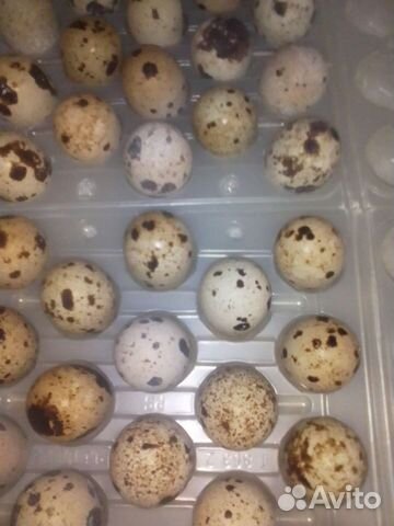 Яйца перепелиные домашние