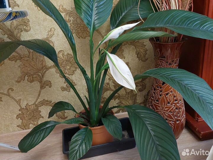 Спатифиллум Сенсация и Шопен