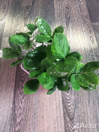 Замиокулькас