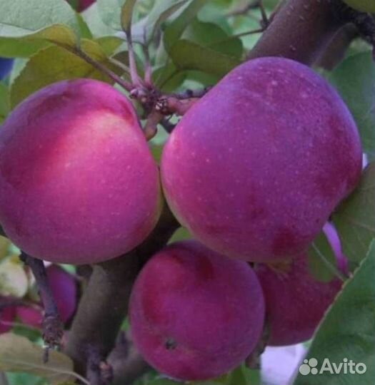 Саженцы яблони Орлик