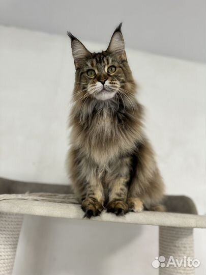 Мейн-кун кошечка