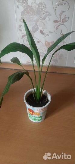 Спатифиллиум