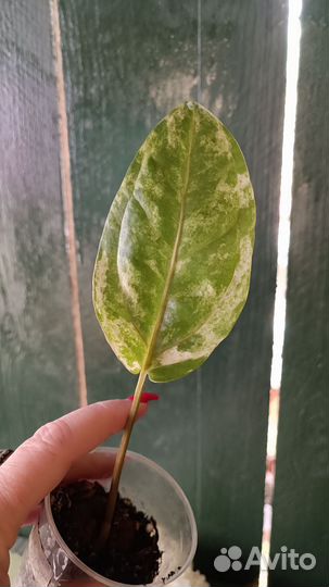 Антуриум вариегатный