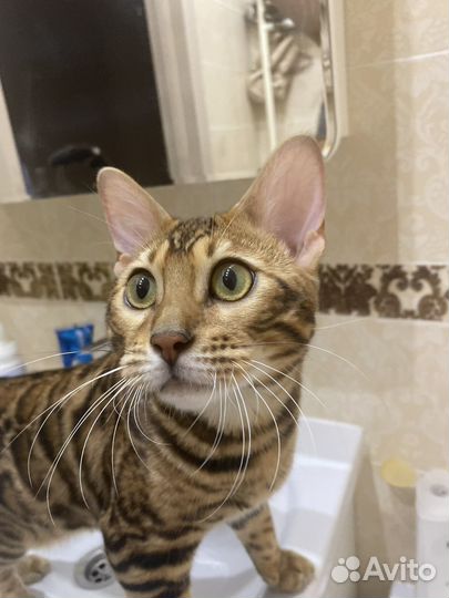 Бенгальский кот вязка