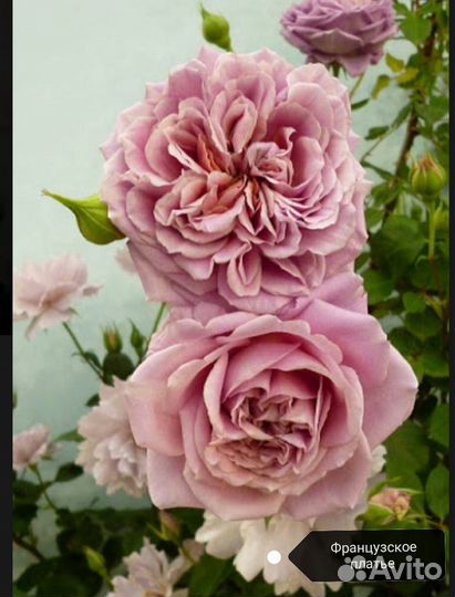Розы плетистые саженцы