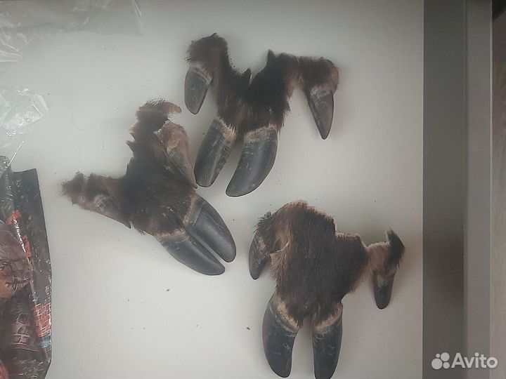 Когти кабана