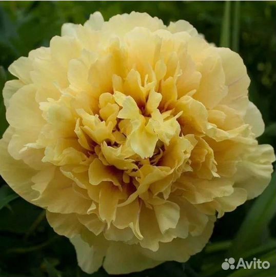 Гарден треже