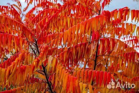 Сумах красавец (уксусное дерево)