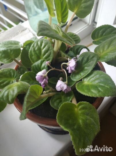 Фиалка в горшках