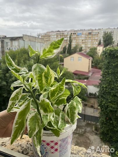 Комнатные растения