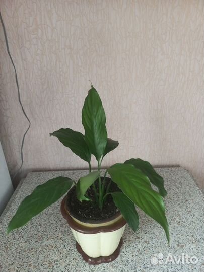 Комнатные цветы