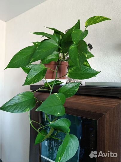 Сциндапсус