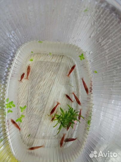 Аквариумные рыбки