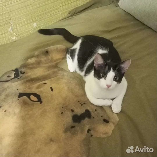 Кошки