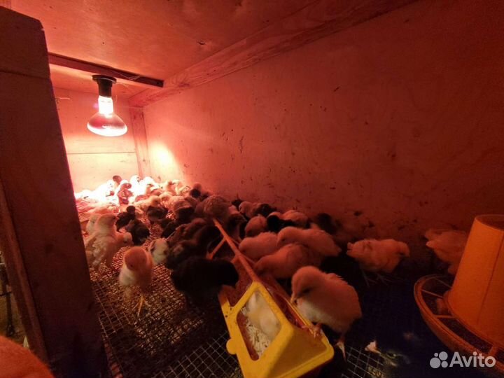 Цыплята кур несушек