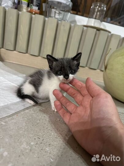 Котята в добрые руки мальчики