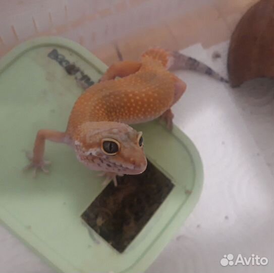 Эублефар самка