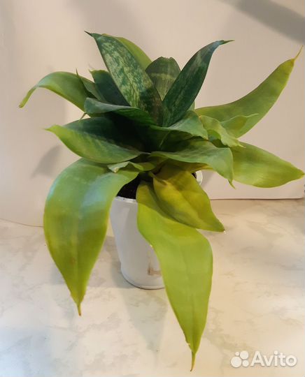 Сансевиерия ханни