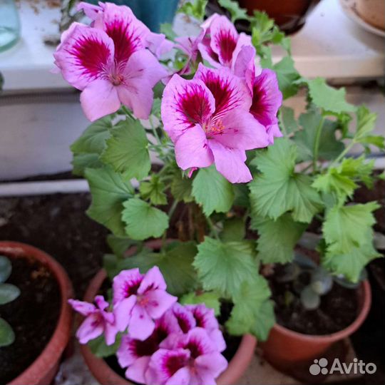 Герань пеларгония