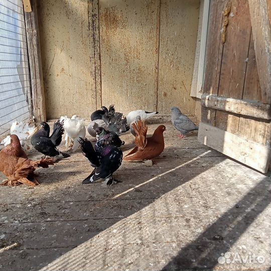 Продам статных голубей