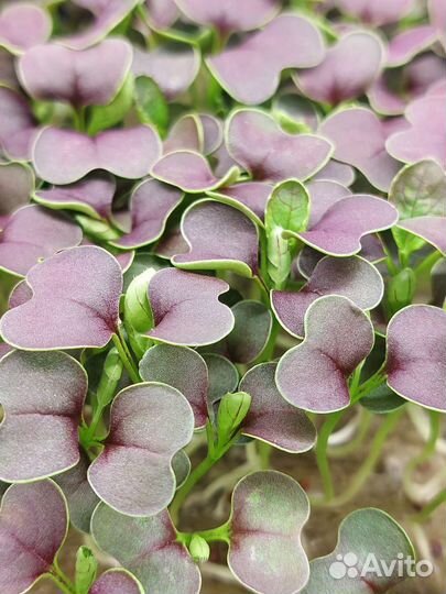 Семена для микрозелени. 50 грамм