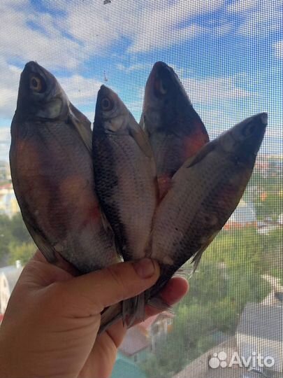 Рыба вяленая к пиву свежая плотва таранька