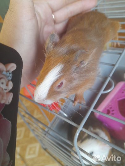 Морская свинка