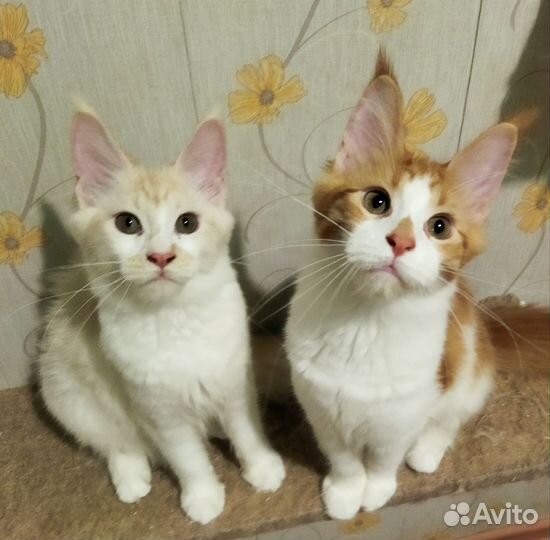 Котята мейн-кун