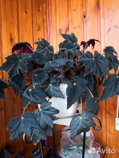 Бегония Клеопатра