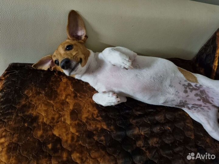 Домашняя передержка/зоогостиница/зооняня