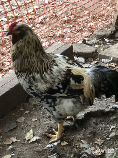 Молодые петухи